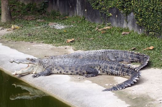 Two crocodile, a married couple on vacation.