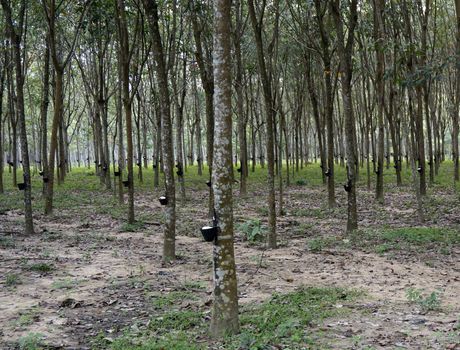 View of a rubber plantation in the Malaysia Langkawi