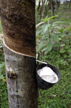 Rubber tree gives the juice of trees Langkawi Malaysia.