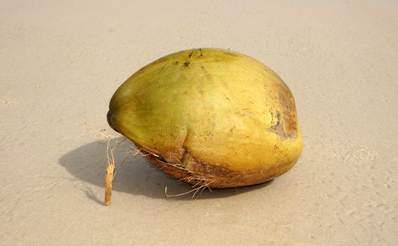 Coconut washed up on the shore of the ocean wave