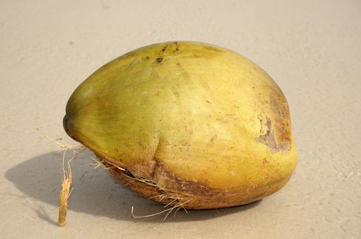 Coconut washed up on the shore of the ocean wave