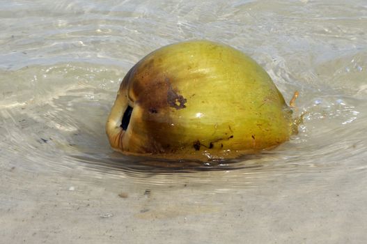 Coconut washed up on the shore of the ocean wave