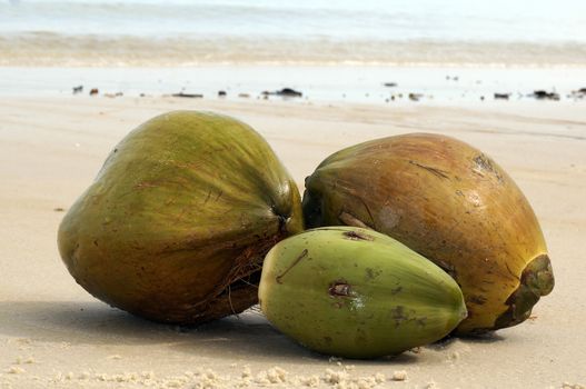 Coconut washed up on the shore of the ocean wave