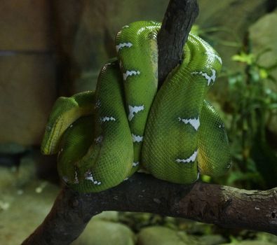 Green Python in the rainforest Malaysia Langkawi