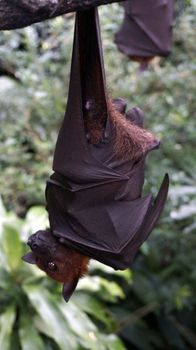 Bat in the  tropical rainforest Malaysia Langkawi.