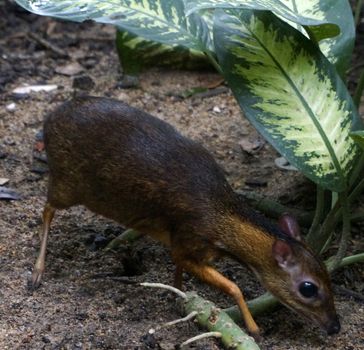 Chevrotains, also known as mouse-deer, are small ungulates that mak rainforest Malaysia Langkawi
