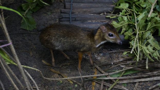 Chevrotains, also known as mouse-deer, are small ungulates that mak rainforest Malaysia Langkawi