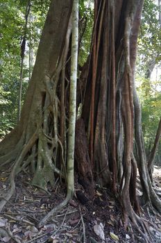 twisted tropical tree roots in rain forest.