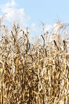 Dry season in a corn field.