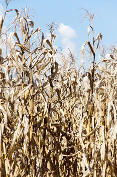 Dry season in a corn field.