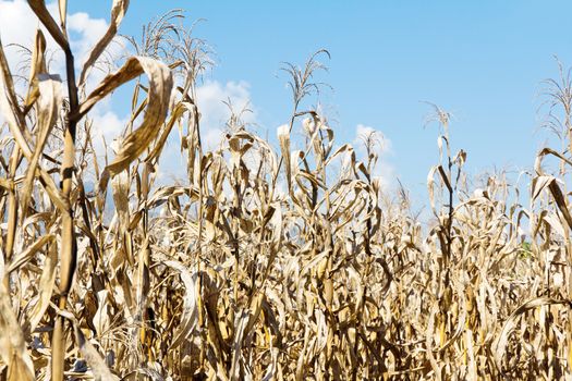 Dry season in a corn field.