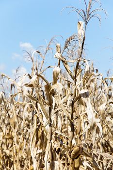 Dry season in a corn field.