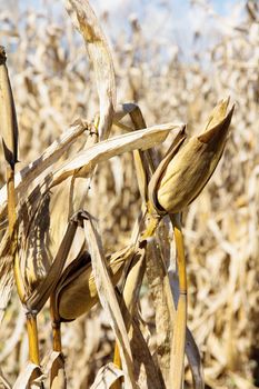 Dry season in a corn field.