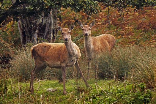 Two young Red Deer in the forrest at Bradgate Park in Leicestershire, England.