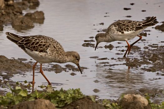 Two female Ruffs in a shallow area of a pool looking for food in Norfolk England.
