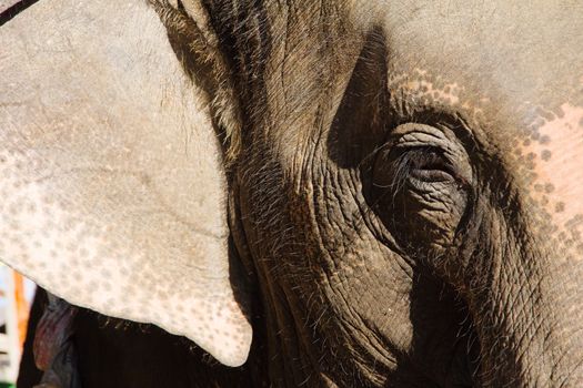 Elephant Close Up