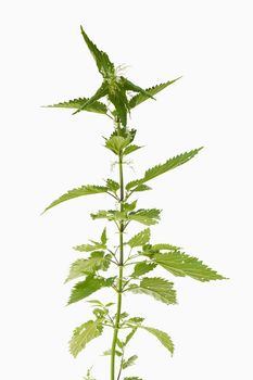 fresh and green nettle plant isolated on white backgound