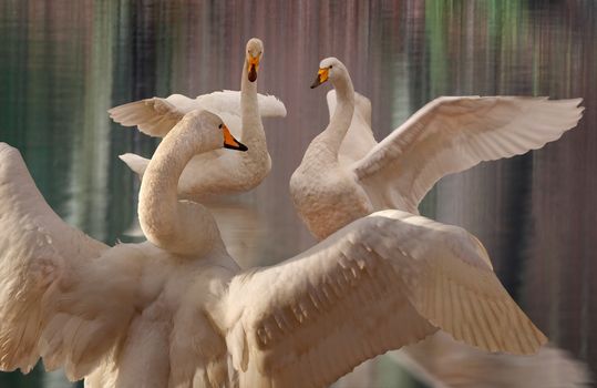 Three Whooper Swans perform elegantly, giving a display worthy of any stage.