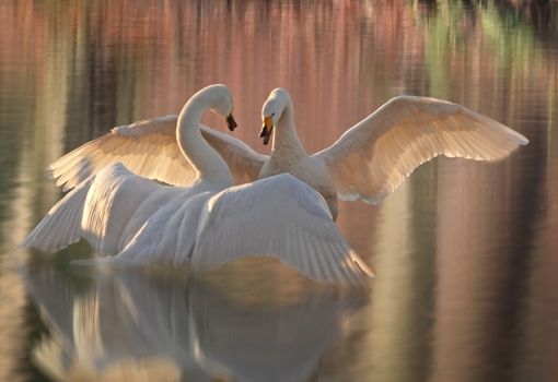 A dream like scene of swans that seem to dance on the water.