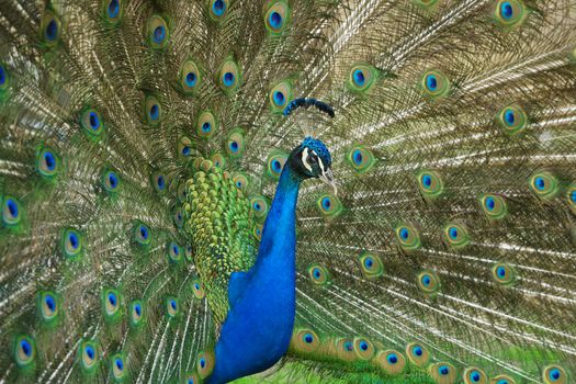 beautiful male peacock with its colorful tail feathers spread