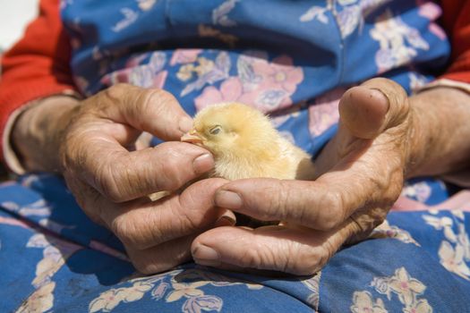old peasant woman holding chicken in her wrinkled hands