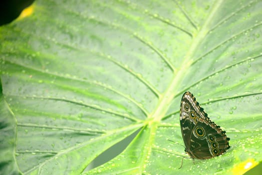 Butterfly living in a butterfly sanctuary