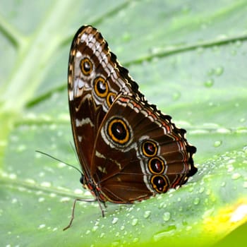 Butterfly living in a butterfly sanctuary