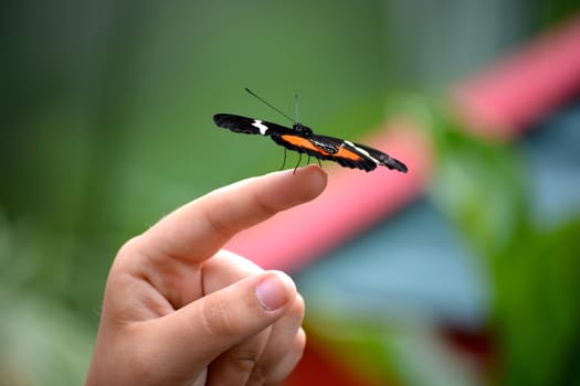 Butterfly living in a butterfly sanctuary