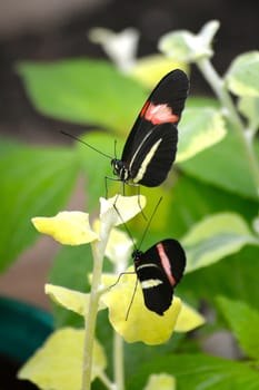 Butterfly living in a butterfly sanctuary