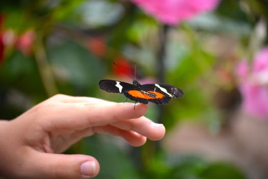 Butterfly living in a butterfly sanctuary