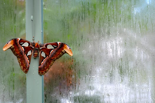 Butterfly living in a butterfly sanctuary