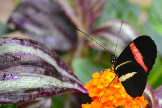 Butterfly living in a butterfly sanctuary