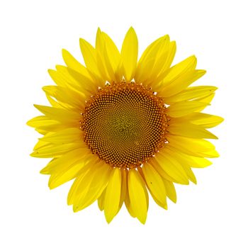 yellow sunflower on white background with path