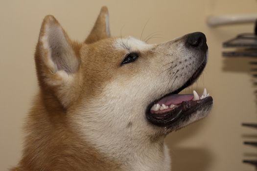 Portrait of great Japanese dog Akita Inu