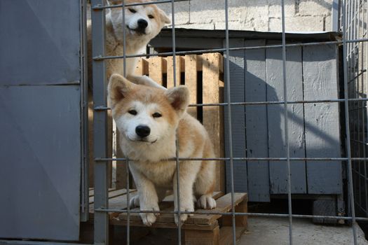Akita Inu puppies,Belgrade,Serbia