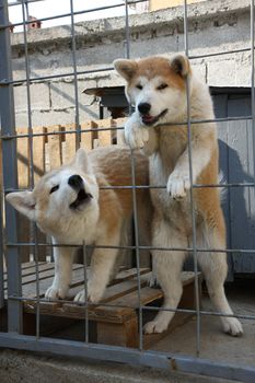 Puppies of Japanese dog Akita Inu in their cage