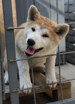 Puppy of Japanese dog Akita Inu wants to get out of the cage