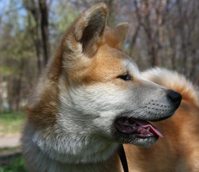 Portrait of  puppy of Japanese dog Akita Inu