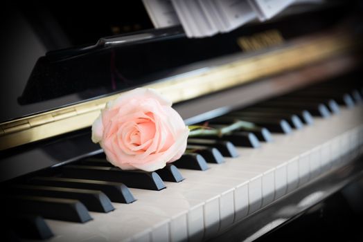 Pale pink rose on the piano