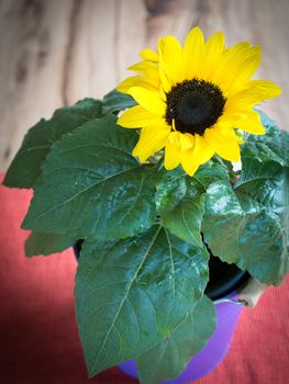 Sunflower in purple pot