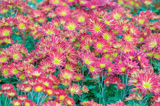 Beautiful Chrysanthemums flower in field garden