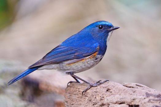 Blue bird, male Himalayan Bluetail (Tarsiger rufilatus), standing on the log, side profile