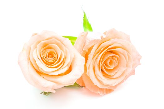 Beautiful orange rose flower, isolated on white background