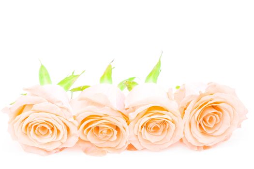 Beautiful orange rose flower, isolated on white background