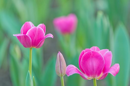 Beautiful pink tulip flower in field plantation