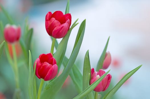 Beautiful red tulip flower in field plantation