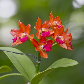 Orange and pink colors orchid