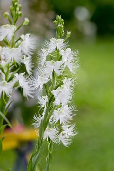 White orchid