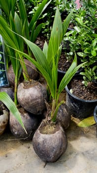 Small coconut tree ready to plant