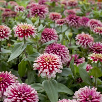 Beautiful pink flowers